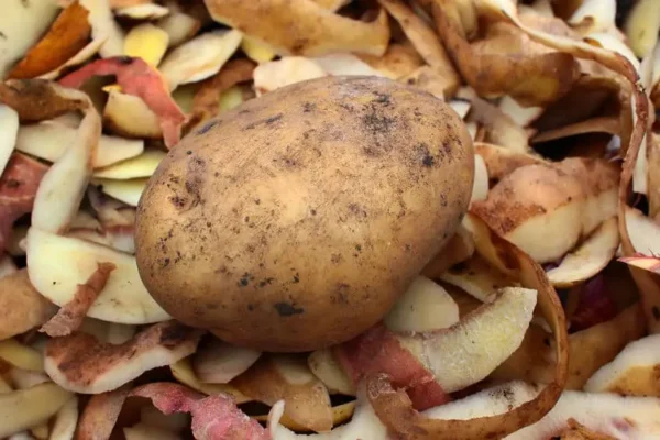 Potato waste for sale