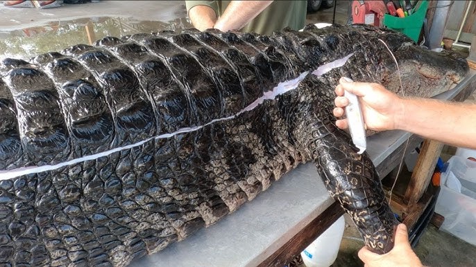 Alligator skin for sale Antigua