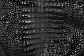 Alligator skin for sale Argentina