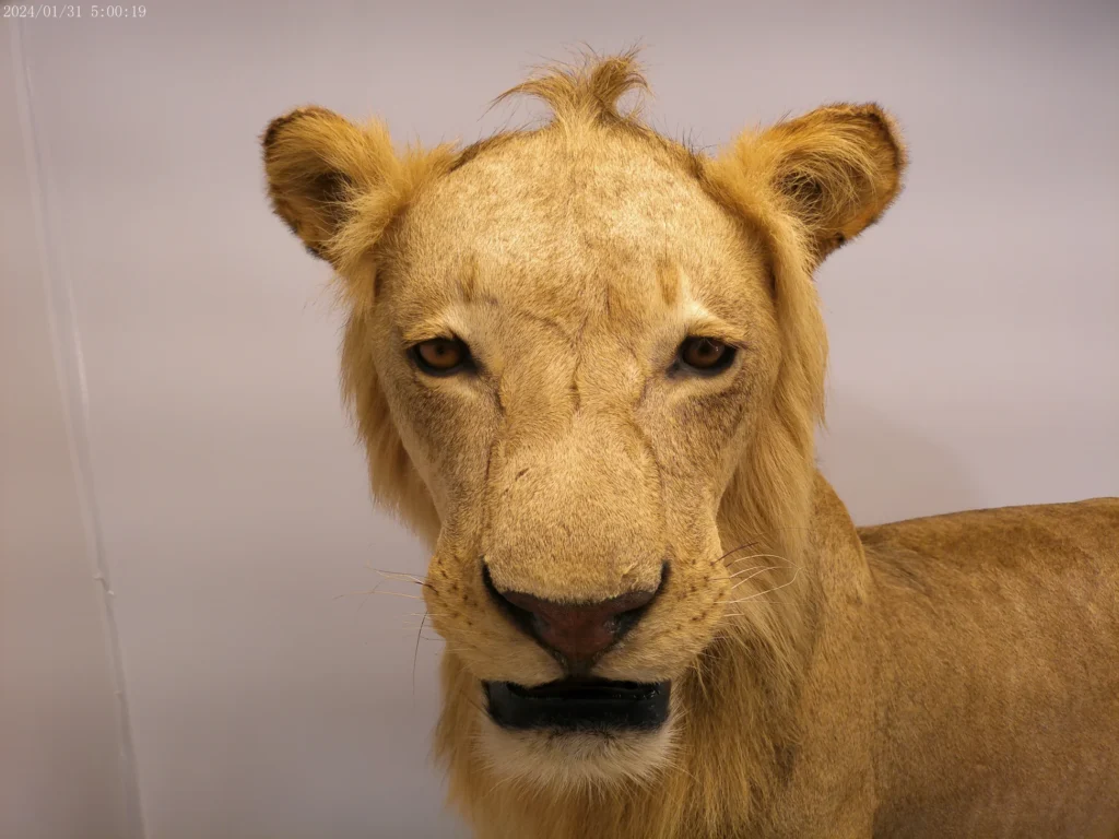 Buy African Lion Taxidermy Mount