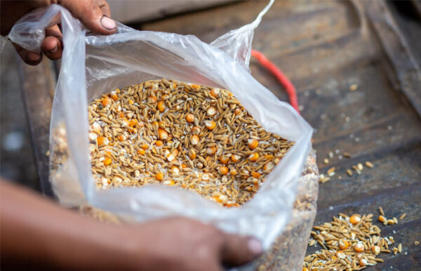 Maize grain for cattle feeding