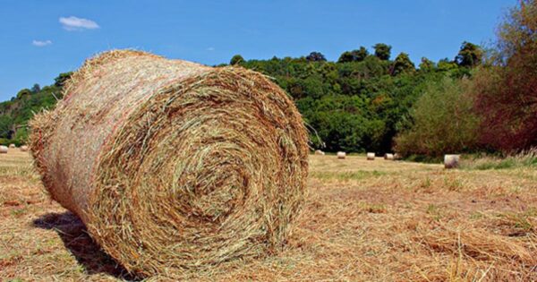 Corn stover grass for sale