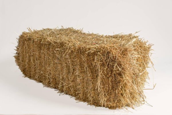 Ryegrass for sale online