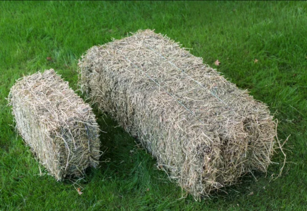 Lucerne grass for sale