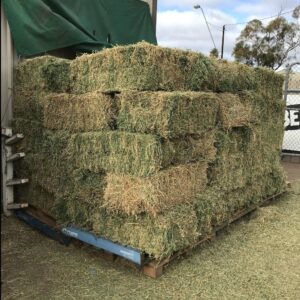 Lucerne grass for sale