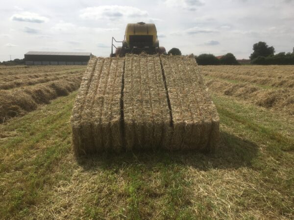Ryegrass for sale online