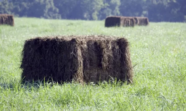 Elephant grass for sale