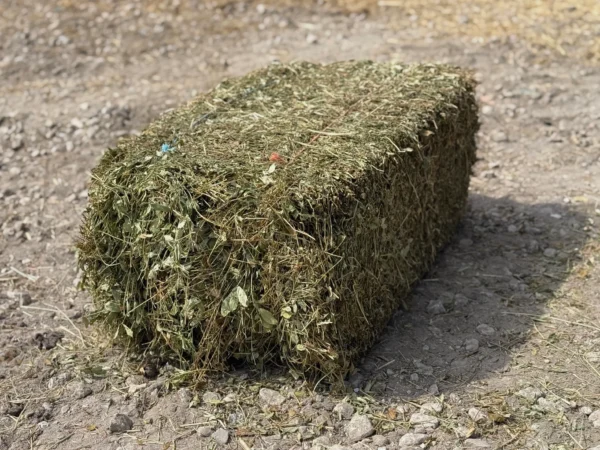 Peanut hay grass for sale
