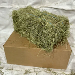 Guinea grass for sale