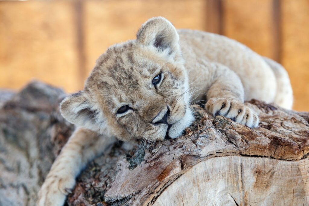 Lion cubs for sale Albania