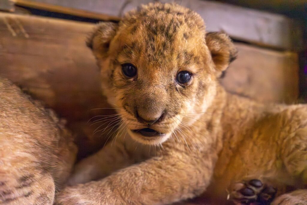 Lion cubs for sale Algeria