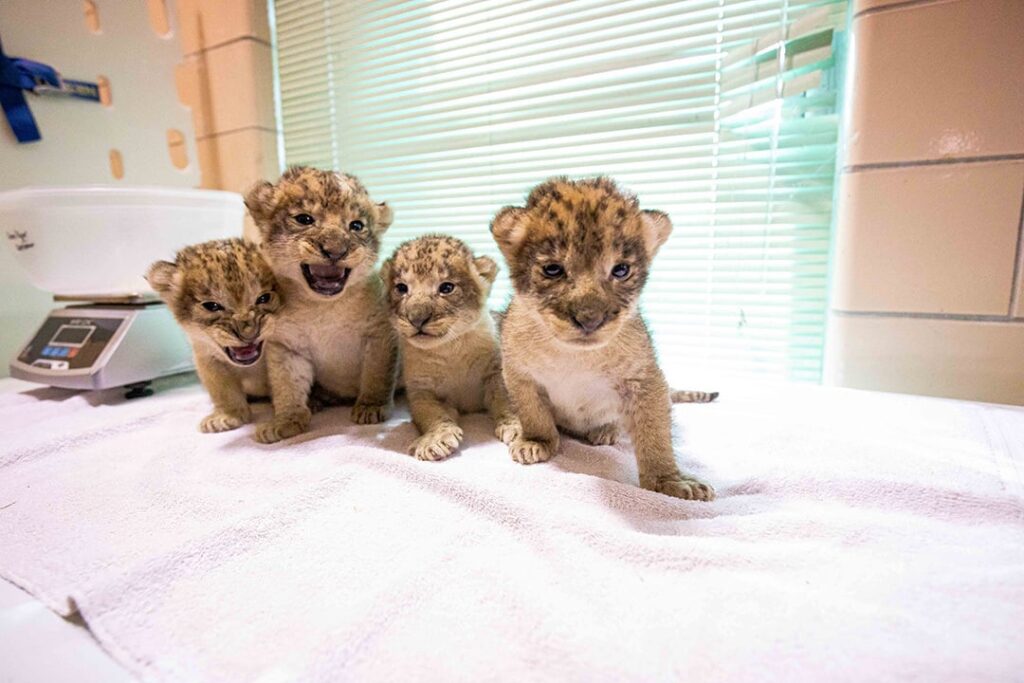 Lion cubs for sale Andorra