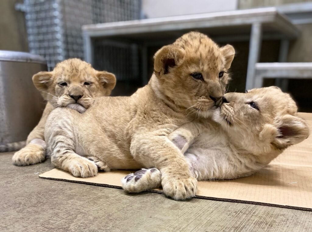 Lion cubs for sale Angola
