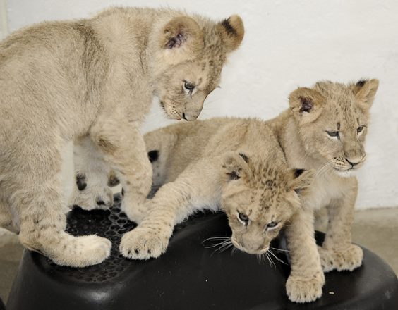 Lion cubs for sale Armenia