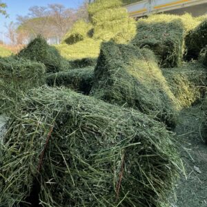 Elephant grass for sale
