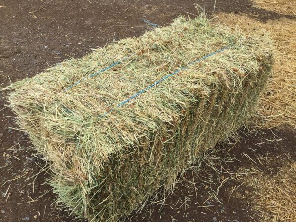 Lucerne grass for sale