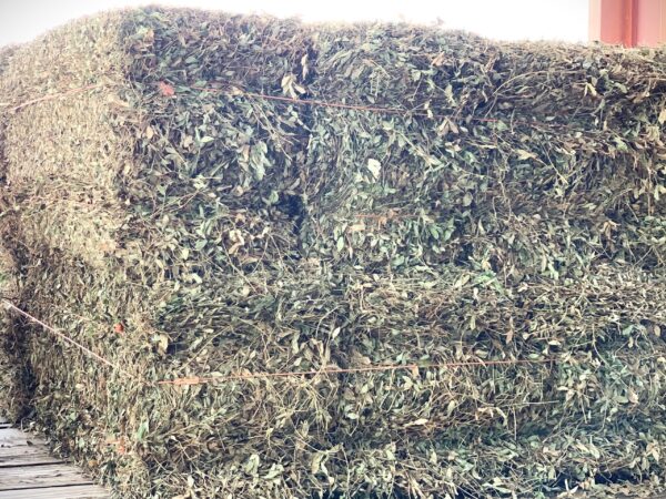 Peanut hay grass for sale - Image 7