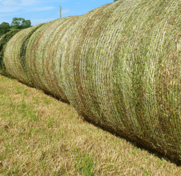 Rhodes grass for sale