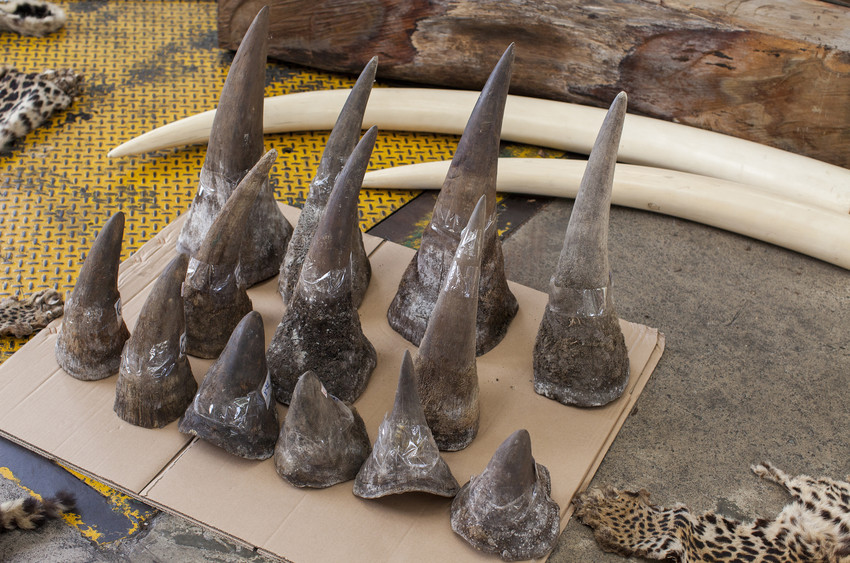 Rhino horn price