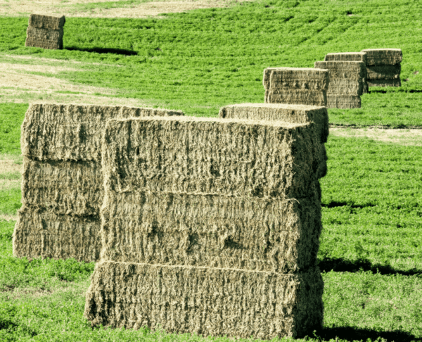 Rhodes grass for sale