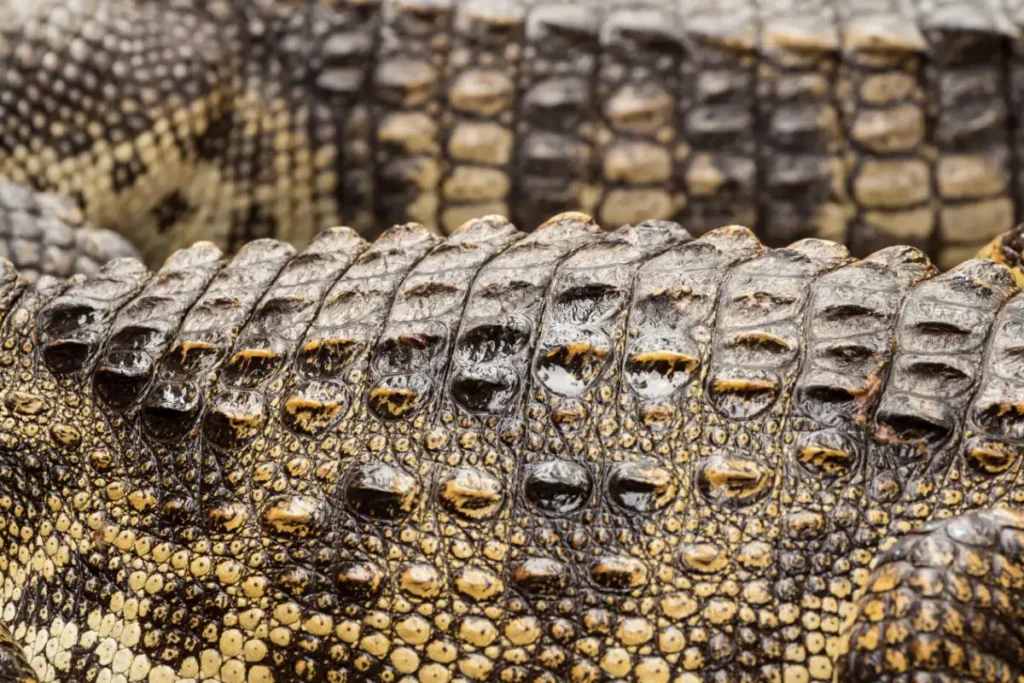 Alligator skin for sale Andorra