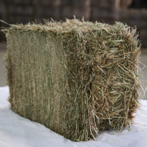 Timothy hay for sale