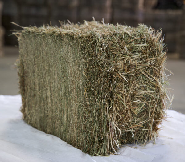 Timothy hay for sale