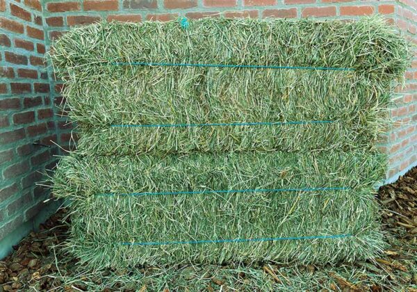 Timothy hay for sale