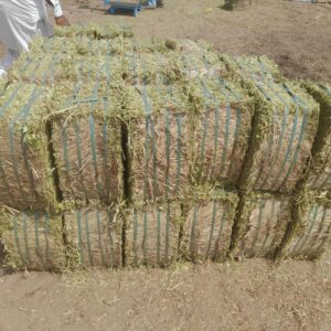 Peanut hay grass for sale