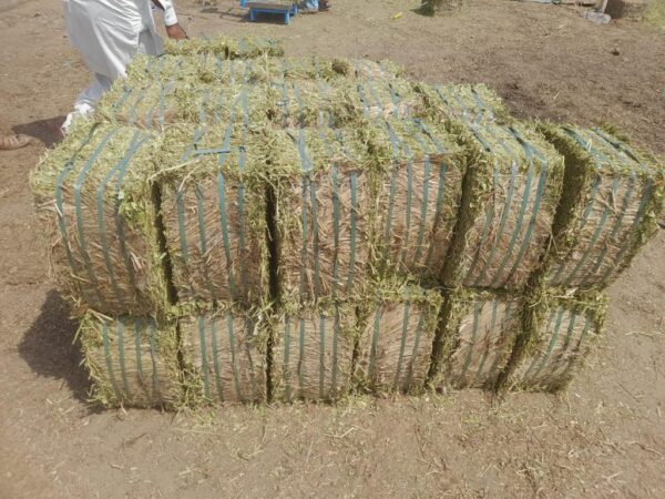 Peanut hay grass for sale