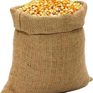 Maize grain for cattle feeding