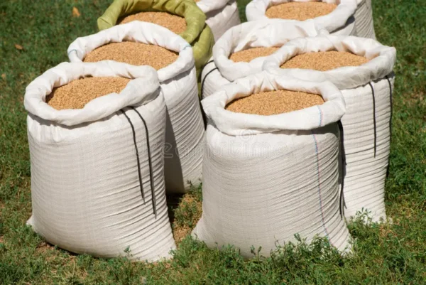 Wheat grain for sale