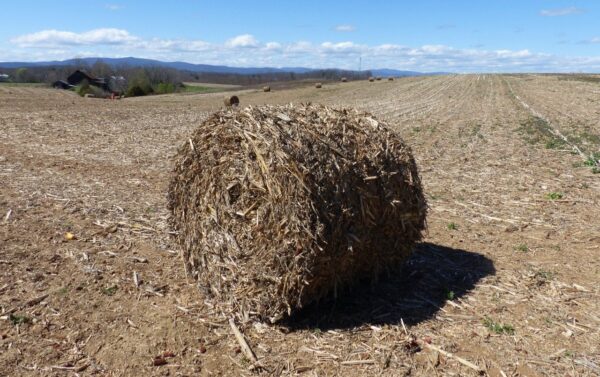 Corn stover grass for sale