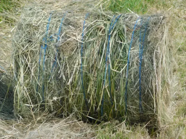 Elephant grass for sale