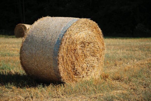 Clover hay for sale