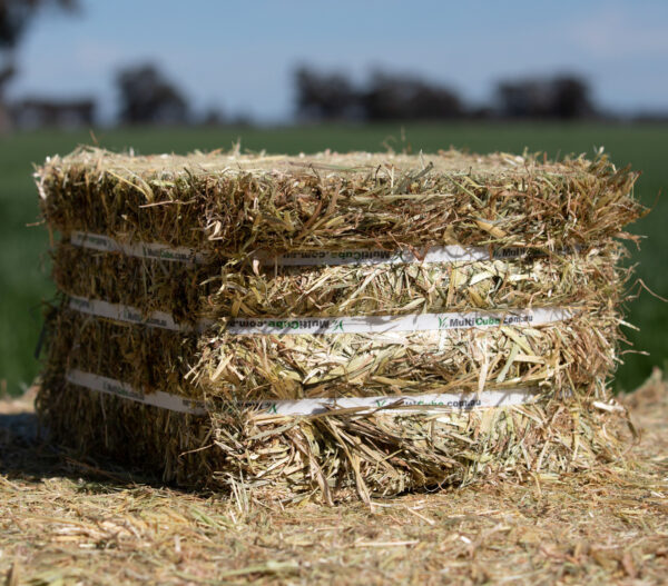 Oat hay for sale - Image 4