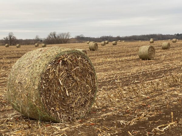 Corn stover grass for sale