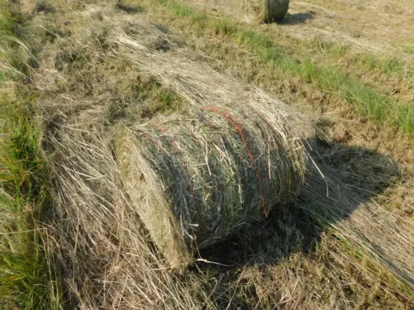 Elephant grass for sale