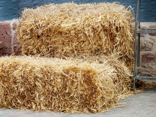 Brachiaria grass for sale