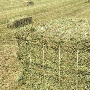 Brachiaria grass for sale