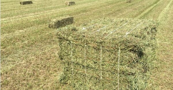 Brachiaria grass for sale