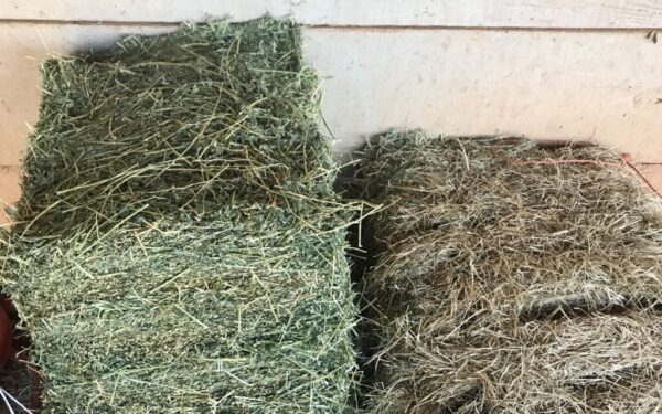 Bermuda grass hay for sale