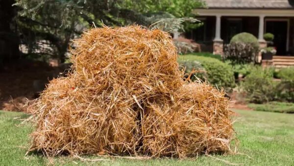 Wheat straw for sale