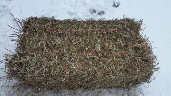 Clover hay for sale