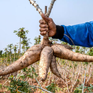 Cassava root for sale