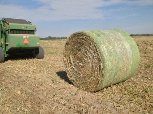 Sudan grass for sale