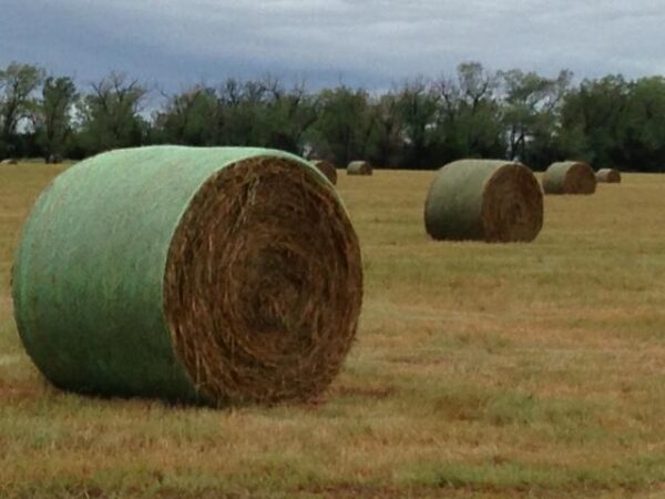 Sudan grass for sale