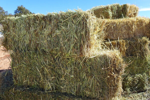 Lucerne grass for sale