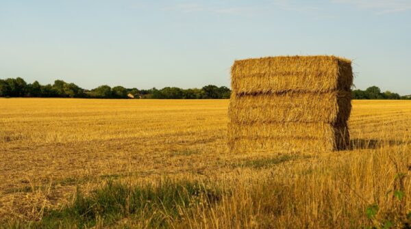 Wheat straw for sale