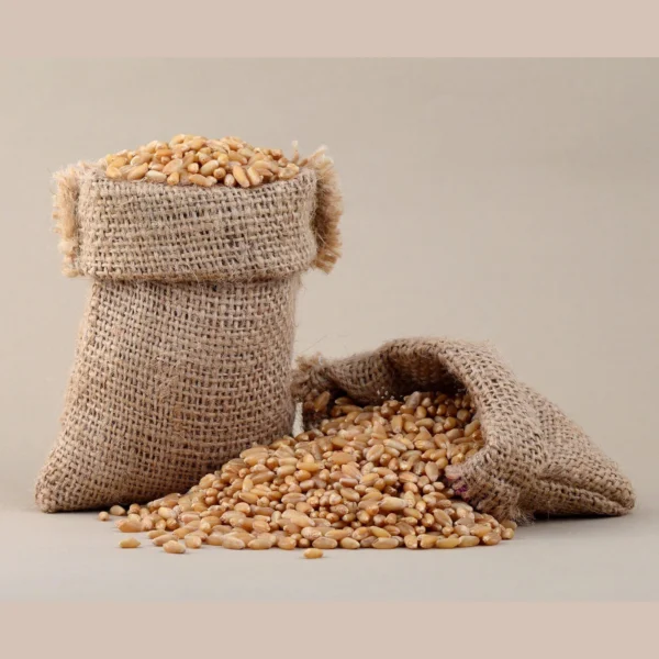 Wheat grain for sale